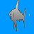Shark Attack