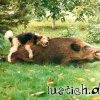 hund-wildschwein